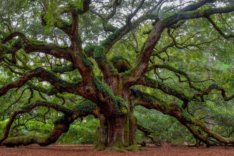 angel oak tree