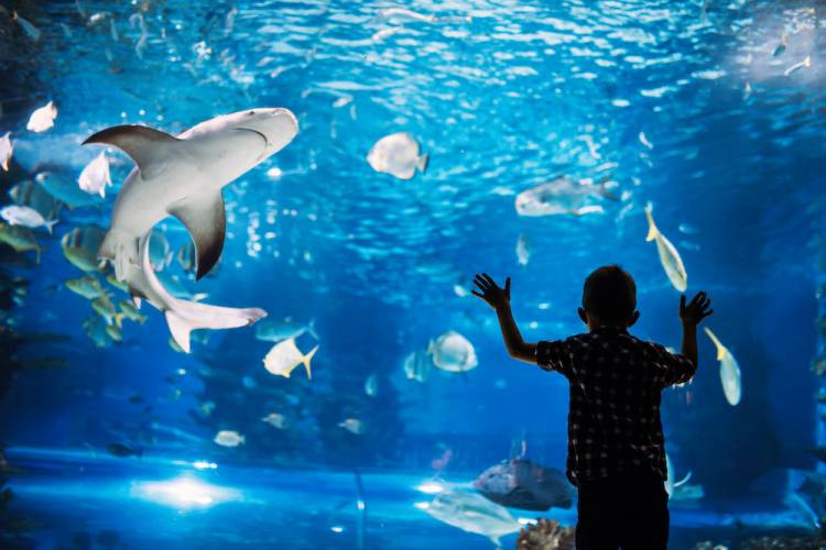 family looking at fish in aquarium