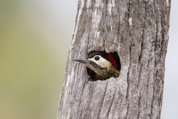 Bird watching in park